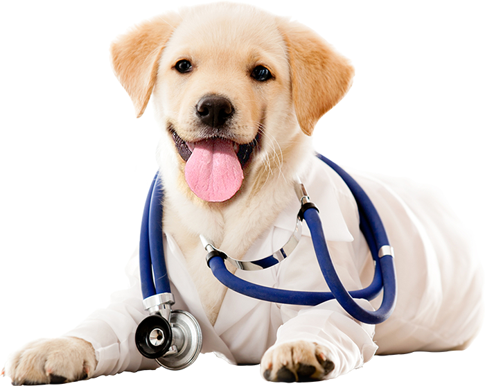 vet cloud